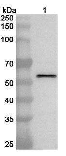 Anti-MBP Tag Antibody (B48) binds to Recombinant Peanut Ara h 1 Protein, N-His & C-Avi in WB Assay