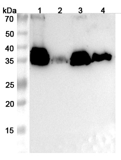 Anti-Penaeus monodon TM1/Tropomyosin Polyclonal Antibody binds to Recombinant Giant tiger prawn Pen m 1/TM1 Protein, C-His in WB Assay