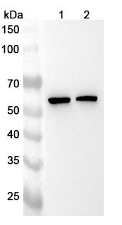 Anti-PEPD Polyclonal Antibody binds to Human PEPD Recombinant Protein, N-His in WB Assay