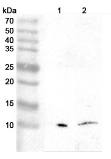 Anti-PF4/CXCL4 Polyclonal antibody binds to Human PF4/CXCL4 Recombinant Protein, C-Fc in WB Assay