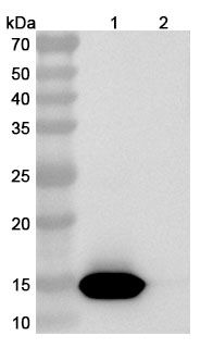Anti-Phleum pratense PHLPII/Phlp2 Antibody (HuMab2) binds to Recombinant Phleum pratense PHLPII/Phl p 2 Protein, N-His in WB Assay