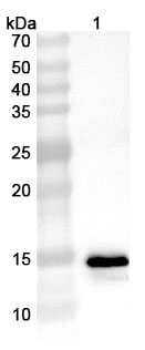 Anti-Phosphoprotein Polyclonal Antibody in WB Assay