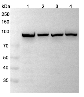 Anti-PIGR Polyclonal antibody binds to Human PIGR Recombinant Protein, C-His in WB Assay