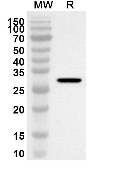 Anti-PIK3AP1 Polyclonal antibody binds to Recombinant Human PIK3AP1, N-His in WB Assay