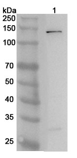 Anti-PIK3CG Polyclonal antibody binds to Recombinant Human PIK3CG, N-His in WB Assay
