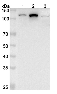 Anti-PITRM1 Polyclonal antibody binds to Recombinant Human PITRM1, N-His in WB Assay