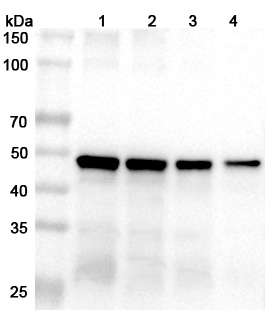 Anti-Porphyromonas gingivalis kgp/prtK Polyclonal Antibody binds to Recombinant Porphyromonas gingivalis kgp/prtK Protein, N-His in WB Assay