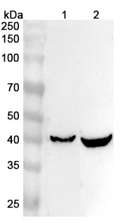 Anti-PPP1R8 Polyclonal Antibody binds to Human PPP1R8 Recombinant Protein, N-His in WB Assay