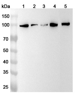 Anti-PRDM1 Polyclonal antibody binds to Human PRDM1 Recombinant Protein, N-His in WB Assay