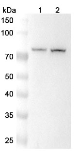 Anti-PREP Polyclonal Antibody binds to Human PREP Recombinant Protein, N-His in WB Assay