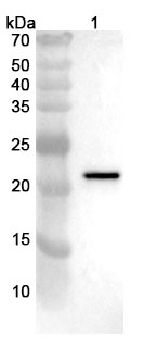 Anti-PRRSV GP2 Polyclonal Antibody in WB Assay