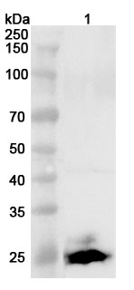 Anti-PRSS1 Polyclonal Antibody binds to Recombinant Human PRSS1 Protein, N-His in WB Assay