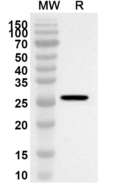Anti-PSEN2 Polyclonal Antibody in WB Assay