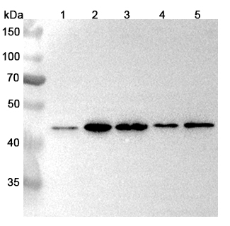 Anti-PSMD9 Polyclonal antibody binds to Recombinant Human PSMD9, N-His in WB Assay