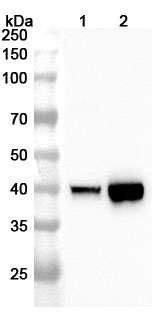 Anti-PTER Polyclonal Antibody binds to Recombinant Human PTER Protein, N-His in WB Assay