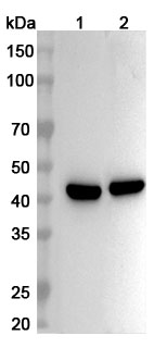 Anti-PTGES2 Polyclonal Antibody binds to Recombinant Human PTGES2, N-His in WB Assay