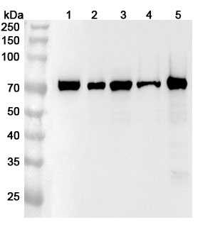 Anti-PTGS1 Polyclonal Antibody binds to Recombinant Human PTGS1 Protein, N-His in WB Assay