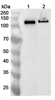 Anti-RAD21 Polyclonal Antibody binds to Human RAD21 Recombinant Protein, N-GST & C-His in WB Assay