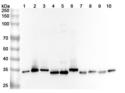 Anti-Rat C1QBP Polyclonal Antibody in WB Assay