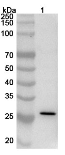 Anti-RBD (Omicron/B.1.1.529) Polyclonal Antibody in WB Assay