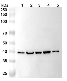 Anti-RFC3 Polyclonal Antibody binds to Human RFC3 Recombinant Protein, N-His in WB Assay