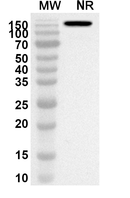  Anti-Rosopatamab Polyclonal Antibody in WB Assay