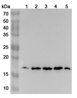 Anti-RPS13 Polyclonal Antibody binds to Recombinant Human RPS13 Protein, N-His in WB Assay