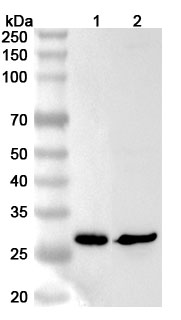 Anti-RTP2 Polyclonal Antibody binds to Recombinant Human RTP2 Protein, N-His in WB Assay