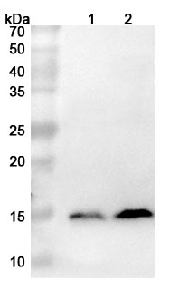 Anti-S100A9 Polyclonal antibody binds to Recombinant Human S100A9, N-His in WB Assay