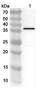 Anti-Salmonella schwarzengrund murG Polyclonal Antibody binds to Recombinant Salmonella schwarzengrund murG Protein, C-His in WB Assay