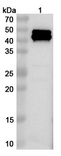 Anti-Salmonella typhi murA Polyclonal Antibody