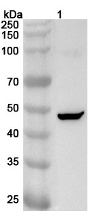 Anti-SERPINI1 Polyclonal Antibody binds to Mouse SERPINI1 Recombinant Protein, N-His in WB Assay
