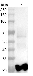 Anti-SFTSV NP/Nucleoprotein Polyclonal Antibody in WB Assay