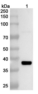 Anti-Sindbis virus(SINV) nsp2 Polyclonal Antibody in WB Assay