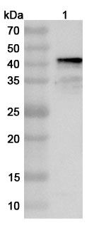Anti-Sindbis virus(SINV) Spike glycoprotein E2 Polyclonal Antibody in WB Assay