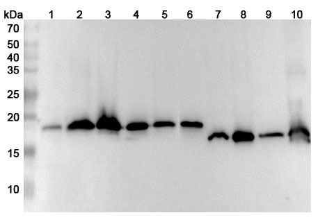Anti-SOD1 Polyclonal antibody binds to Mouse SOD1 Recombinant Protein, N-His in WB Assay