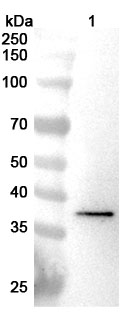 Anti-SPON2 Polyclonal antibody binds to Recombinant Mouse SPON2 Protein, N-His in WB Assay