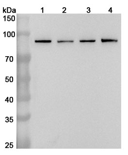 Anti-STAT3 Polyclonal Antibody binds to Recombinant Human STAT3 Protein, N-GST in WB Assay