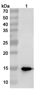Anti-Streptococcus pyogenes M1 protein Polyclonal Antibody in WB Assay