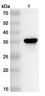 Anti-Streptomyces hup1 Polyclonal Antibody in WB Assay