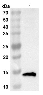 Anti-TFF1 Polyclonal antibody binds to Human TFF1 Recombinant Protein, N-GST & C-His in WB Assay