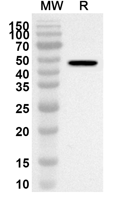 Anti-TGEV N/Nucleoprotein Polyclonal Antibody binds to Recombinant TGEV N/Nucleoprotein Protein, N-His in WB Assay
