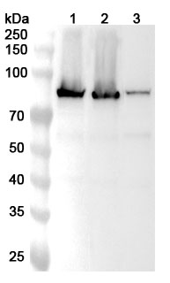 Anti-TGM2 Polyclonal Antibody binds to Recombinant Mouse TGM2 Protein, N-His in WB Assay