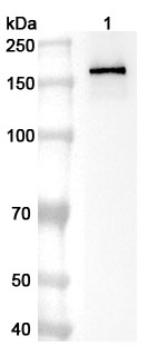 Anti-TJP2 Polyclonal Antibody binds to Human TJP2 Recombinant Protein, N-His in WB Assay