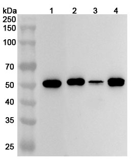 Anti-TP53/p53 Polyclonal antibody binds to Human TP53/p53 Recombinant Protein, N-His in WB Assay