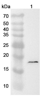 Anti-TTR Polyclonal Antibody binds to Recombinant Human TTR Protein, N-His in WB Assay