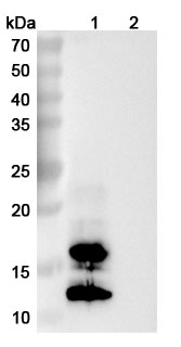 Anti-Vaccinia virus/VACV A27L Antibody (188#) in WB Assay