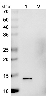 Anti-Vaccinia virus/VACV A27L Antibody (1G6)