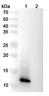 Anti-Vaccinia virus/VACV A27L Antibody (203#) in WB Assay