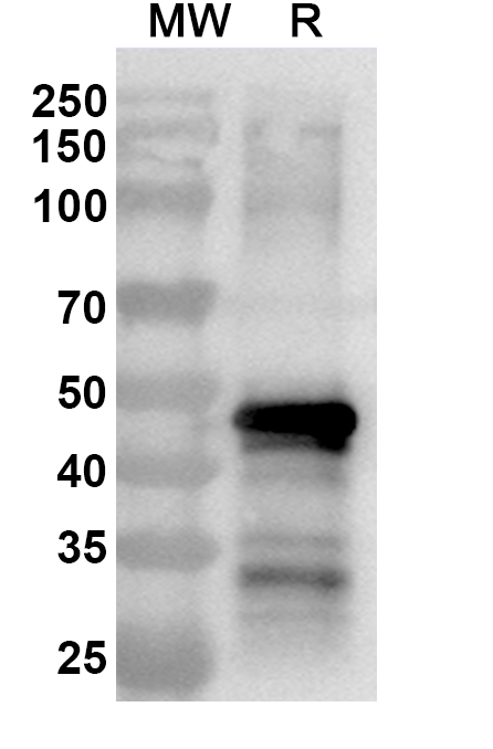 Anti-VEEV Spike glycoprotein E1 Polyclonal Antibody in WB Assay